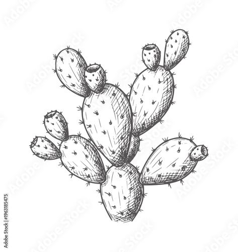 Hand drawn prickly pear cactus with shading and spines
