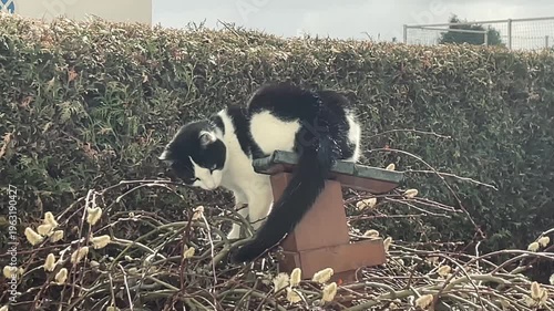 Eine Katze sitzt auf einem Vogelfutterhaus und beobachtet die Bienen an einer Weide.