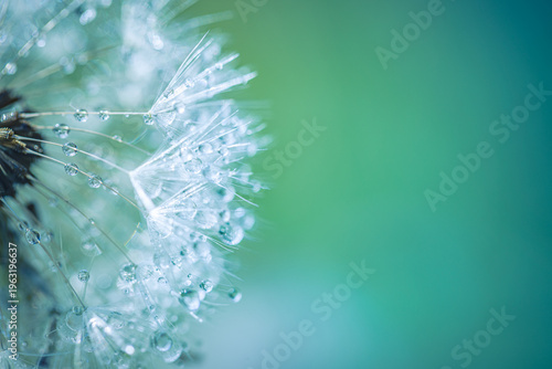 Fotografie Radiant dandelion close-up with sparkling dew drops, dreamy pastel blue green to