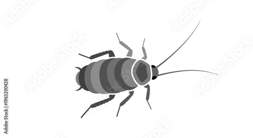 Cockroach Insect Close Up View.