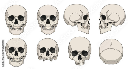 Collection of human skulls in various orientations and views