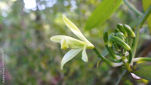close up of vanilla flowers blooming in the morning