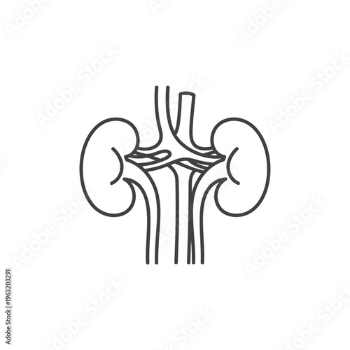 Kidneys Line Drawing Representing Human Renal System Anatomy