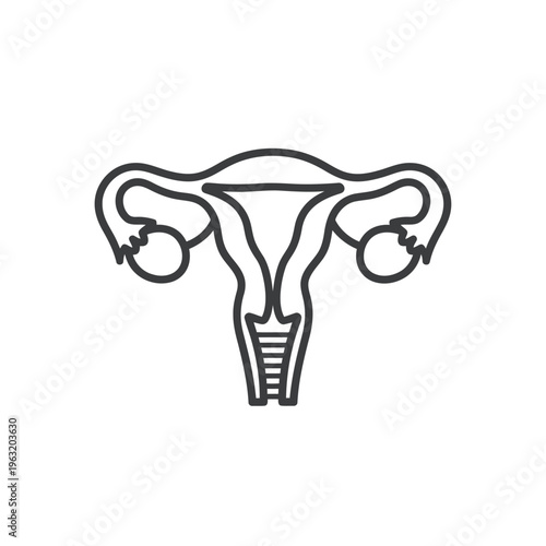 Female Reproductive System Line Drawing Representing Anatomy and Health Education
