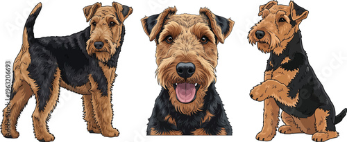 Welsh Terrier dog smiling headshot standing sitting attentive pose set