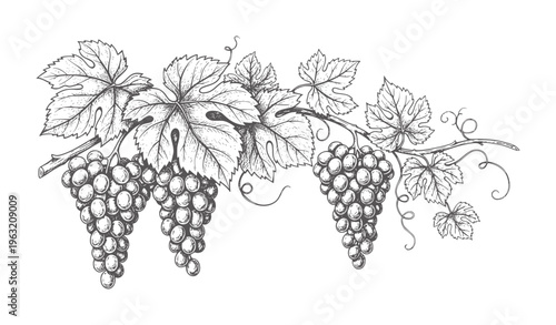 Black and white of ripe grape clusters hanging from a vine with leaves leaf fruit