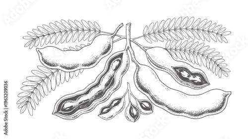 Black and white of tamarind pods and leaves fruit seed leaf