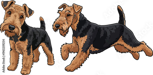 Welsh Terrier dog running standing curious tilting head pose set