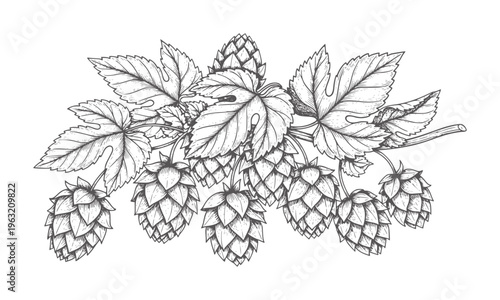 Hand drawn hop cones and leaves a branch in black and white leaf plant