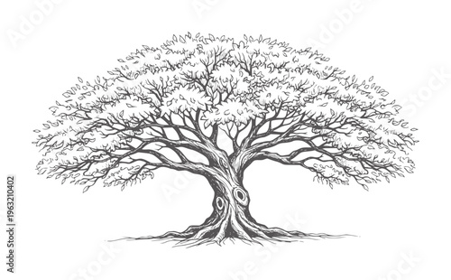 Ink of a large ancient tree with spreading branches and visible roots nature