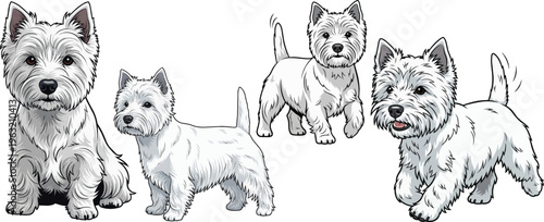 West Highland White Terrier dog standing sitting walking pose set
