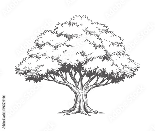 Of a deciduous tree with a thick trunk and dense foliage branches