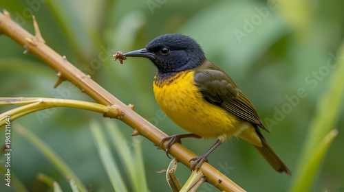 Juvenile violaceous euphonia bird feeding on golden cane palm , bird, violaceous euphonia, juvenile, feeding