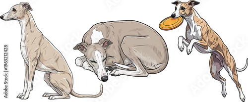 Whippet dog jumping catching frisbee curled up sleeping sitting pose set