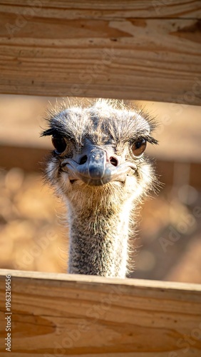 Close-up of an ostrich peering through a wooden fence, outdoors in sunlight