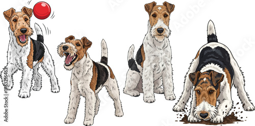 Wire Fox Terrier dog playing with ball barking sitting digging pose set