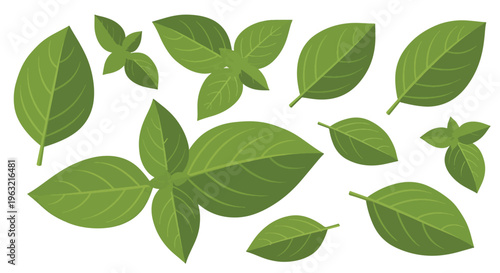 Collection of various green leaves on white background