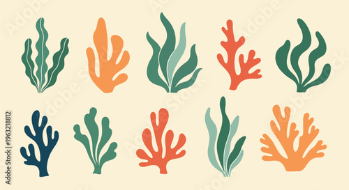 Collection of various ocean coral reef seaweed plants