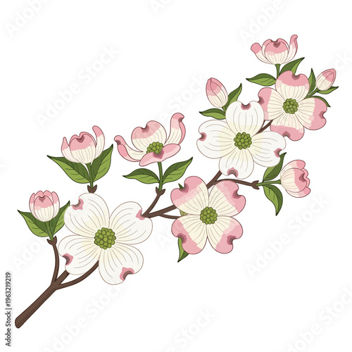Pink and white dogwood flowers on a branch with green leaves