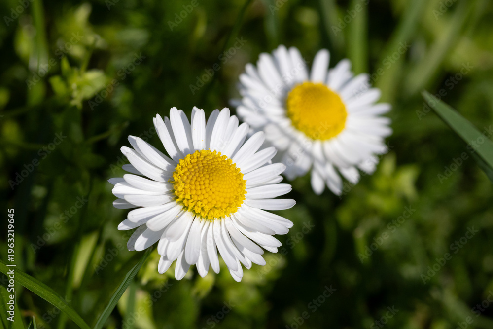 Obraz premium White daisy flowers with yellow centers growing in green grass, captured in bright natural sunlight.