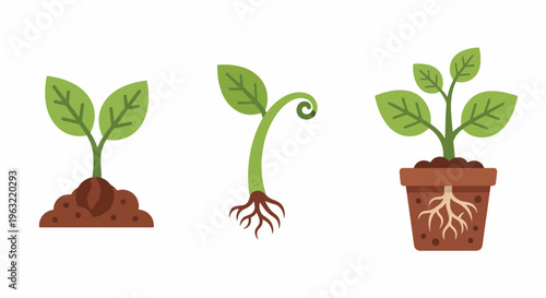 Plant growth stages with roots and leaves on soil and in pot