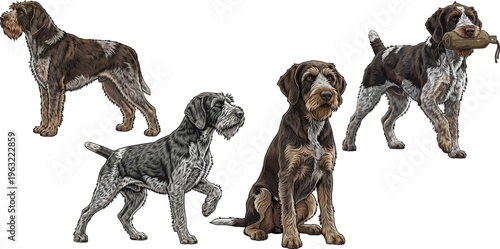 Wirehaired Pointing Griffon dog sitting pointing standing retrieving pose set