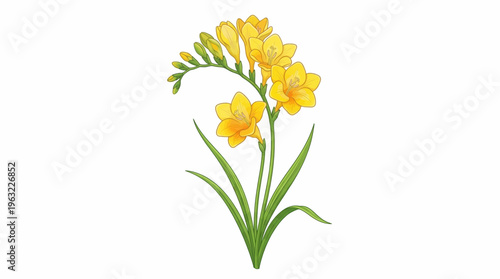 freesia flower vector illustration with blooming buds