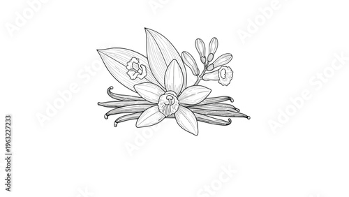 Detailed black and white line drawing of vanilla flowers with leaves and long beans in an elegant arrangement.