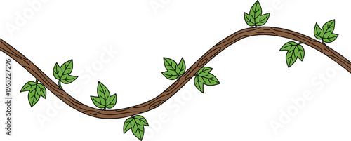 Green ivy creeper vine growing on a curved brown tree branch vector illustration isolated on white background for nature forest and garden design.