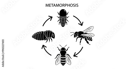 Set of black and white insect vector illustrations including spider and wasp