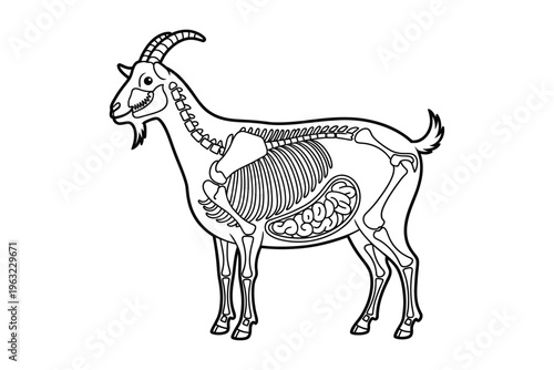 Goat Anatomy Coloring Book Page Animal Skeleton Educational Outline Vector
