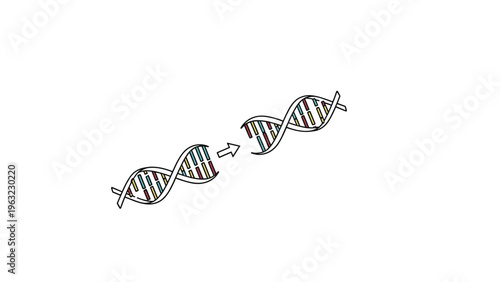 Two dna double helix structures with a connecting arrow representing genetic engineering, biology research, or evolutionary changes.