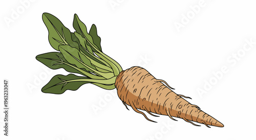 Fresh carrot with green leafy top on white background