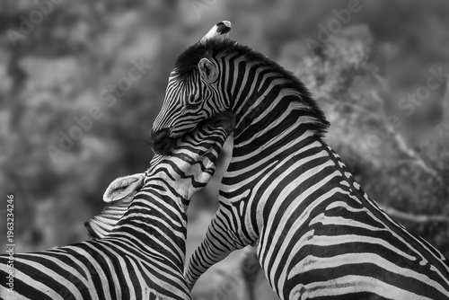 Photography Battle of the Black and White