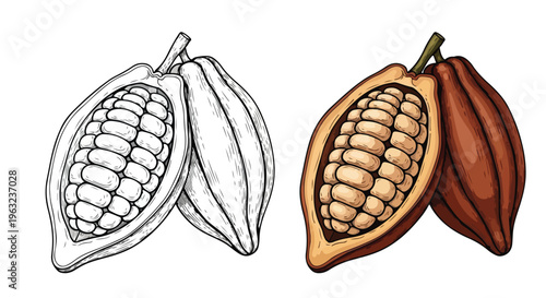 Illustration of cacao pods with one colored and one outlined against a white background.