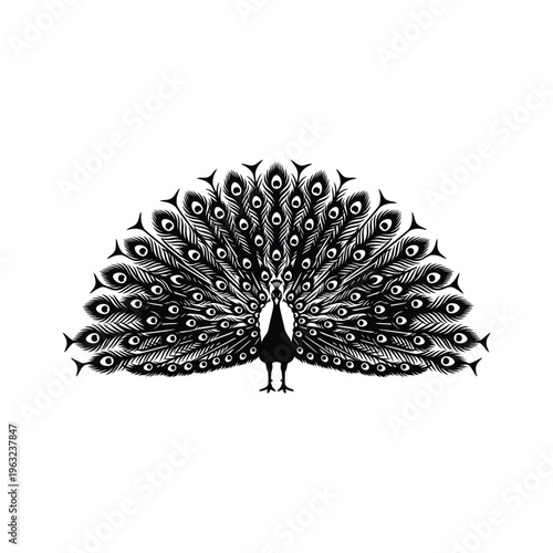 Black and white peacock with spread tail feathers bird eyespots