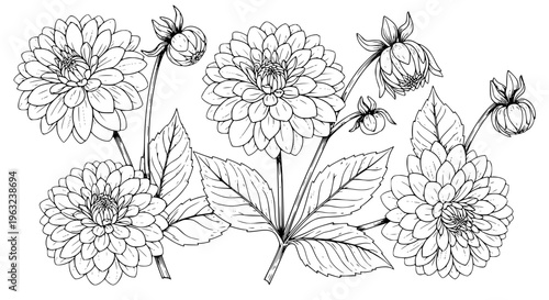 Pink Dahlia Flower and Bud Vector Set with Green Leaves in Vintage Botanical Style