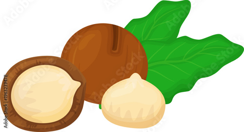 Macadamia nuts with shell and leaves