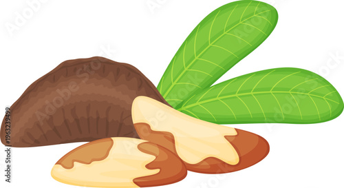 Brazil nut fruit with shelled kernel and green leaves