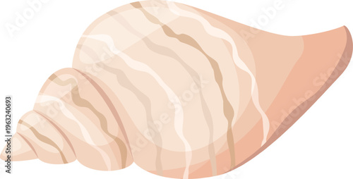 Seashell illustration showing ocean and summer concept