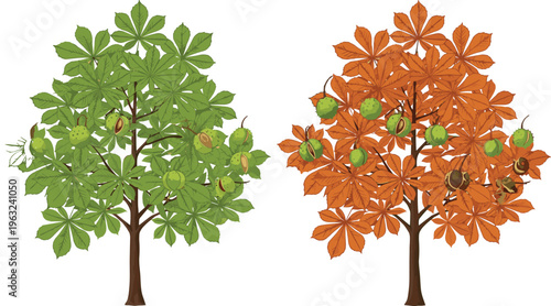 Vector illustration of green and orange chestnut trees with fruit, featuring seasonal summer and autumn foliage isolated on white background, nature