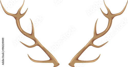 Deer antlers branching illustration on white background