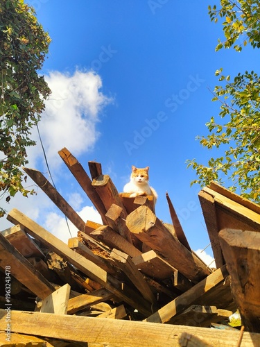 Majestic Ginger Cat on a Woodpile, Funny Low-Angle Pet Background, Blue Sky Wallpaper
