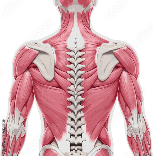Detailed anatomical illustration of human upper back and shoulder region showing muscles and bones, perfect for medical study, anatomy design, educational artwork, and scientific projects.