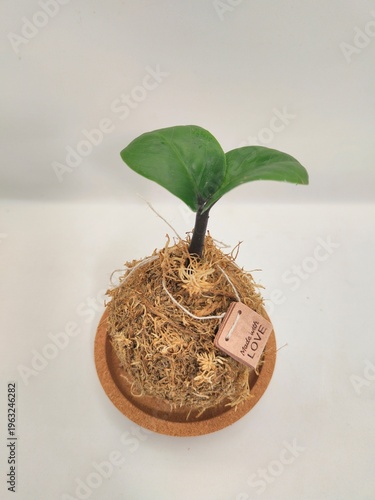Handmade Kokedama with Love Tag, Minimalist Plant Gift Background, Eco-friendly Wallpaper