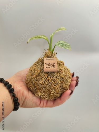 Charming Kokedama with Variegated Plant, Handmade Gift Background, Eco-friendly Wallpaper