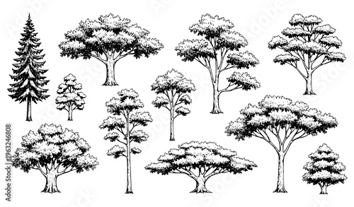 Hand Drawn Vintage Tree Sketch Set with Natural Forest and Park Foliage in Engraved Style Isolated on White