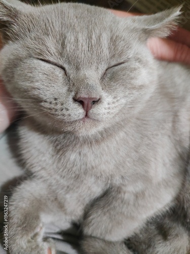 Adorable Sleeping Lilac Kitten Close-up, Cozy Pet Background, Peaceful Cat Wallpaper