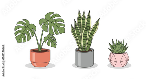 Three potted plants with diverse leaves are arranged on a white background indoors.