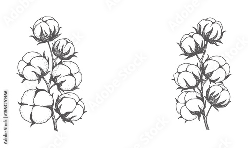 Black and white botanical of cotton bolls stems monochrome